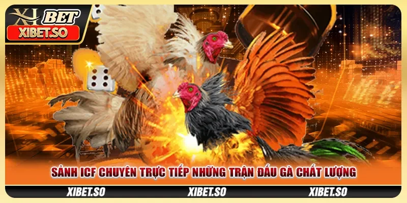 Sảnh ICF chuyên trực tiếp những trận đấu gà chất lượng