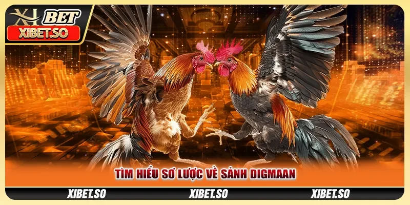 Tìm hiểu sơ lược về sảnh Digmaan